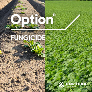 Option fungicide